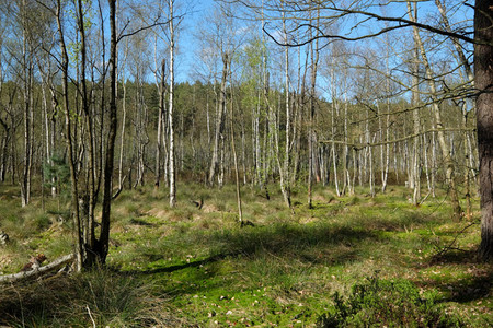 Moorbirkenbestand am Kellsee