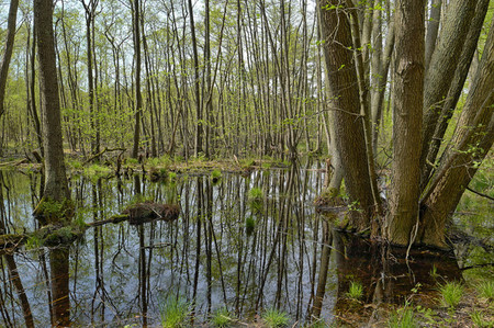  Erlenbruch am Kapellensee