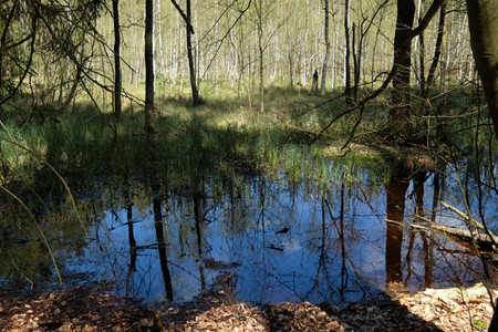  Übergangsbereich von Wald- zu Schwingmoorregion