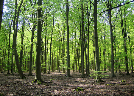 Buchenwald am Kapellensee