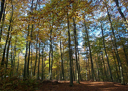 Rundwanderweg um den Wummsee